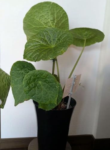 ベゴニアフートエンシス 大株 メルカリ便 鉢ごと ベゴニア フート